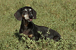 hundefotos dackel_-_kurzhaardackel