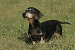 hundefotos dackel_-_kurzhaardackel