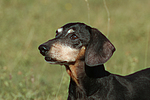 hundefotos dackel_-_kurzhaardackel