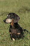 hundefotos dackel_-_kurzhaardackel