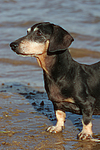 hundefotos dackel_-_kurzhaardackel