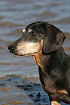 hundefotos dackel_-_kurzhaardackel