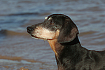hundefotos dackel_-_kurzhaardackel