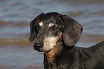 hundefotos dackel_-_kurzhaardackel