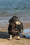 hundefotos dackel_-_kurzhaardackel
