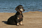hundefotos dackel_-_kurzhaardackel