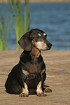hundefotos dackel_-_kurzhaardackel