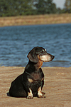 hundefotos dackel_-_kurzhaardackel