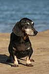 hundefotos dackel_-_kurzhaardackel