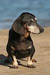 hundefotos dackel_-_kurzhaardackel