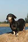 hundefotos dackel_-_kurzhaardackel