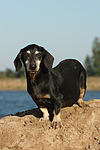 hundefotos dackel_-_kurzhaardackel