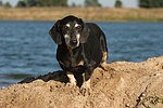 hundefotos dackel_-_kurzhaardackel