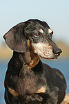 hundefotos dackel_-_kurzhaardackel