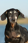 hundefotos dackel_-_kurzhaardackel