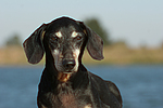 hundefotos dackel_-_kurzhaardackel