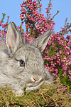kleintierfotos kaninchen_-_rassekaninchen