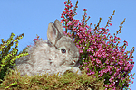 kleintierfotos kaninchen_-_rassekaninchen
