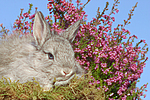 kleintierfotos kaninchen_-_rassekaninchen
