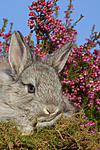kleintierfotos kaninchen_-_rassekaninchen