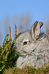 kleintierfotos kaninchen_-_rassekaninchen
