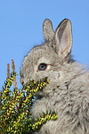 kleintierfotos kaninchen_-_rassekaninchen