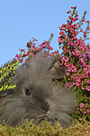 kleintierfotos kaninchen_-_widderkaninchen