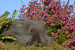 kleintierfotos kaninchen_-_widderkaninchen