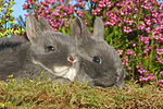 kleintierfotos kaninchen_-_zwergkaninchen