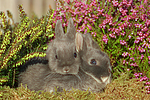 kleintierfotos kaninchen_-_zwergkaninchen