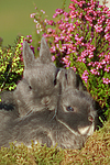 kleintierfotos kaninchen_-_zwergkaninchen