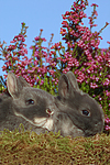 kleintierfotos kaninchen_-_zwergkaninchen