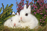 kleintierfotos kaninchen_-_zwergkaninchen