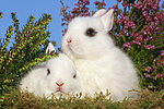 kleintierfotos kaninchen_-_zwergkaninchen