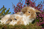 kleintierfotos kaninchen_-_widderkaninchen