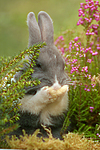 kleintierfotos kaninchen_-_zwergkaninchen