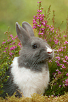 kleintierfotos kaninchen_-_zwergkaninchen