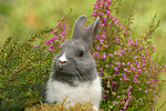 kleintierfotos kaninchen_-_zwergkaninchen