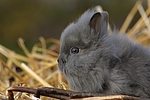 kleintierfotos kaninchen_-_zwergkaninchen