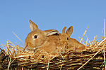 kleintierfotos kaninchen_(alle)
