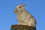kleintierfotos kaninchen_-_loewenkoepfchen