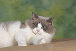 katzenfotos ragdoll