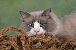 katzenfotos ragdoll