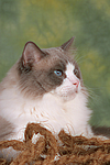 katzenfotos ragdoll