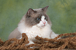 katzenfotos ragdoll