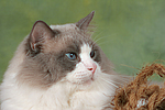 katzenfotos ragdoll