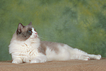katzenfotos ragdoll