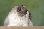 katzenfotos ragdoll