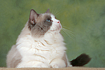 katzenfotos ragdoll