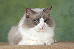 katzenfotos ragdoll